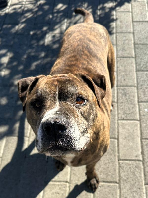 THOR GENTILE PIT BULL Foto 3